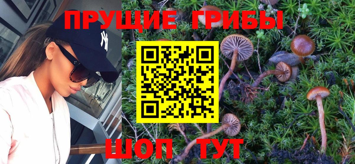 Кириши  Псилоцибиновые грибы Psilocybe  Вход с VPN  Галлюциногенные грибы мицелий 